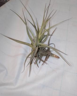 tillandsia 