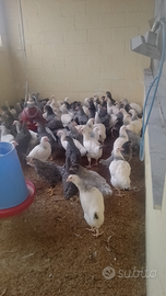 Galline colorate e faraone