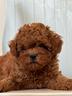 cuccioli-di-shih-poo