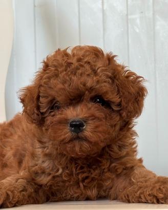 Cuccioli di Shih poo