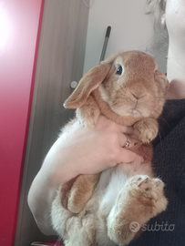 Conigli ariete e angora