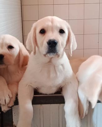 Cuccioli di Labrador retriever biondi toscana