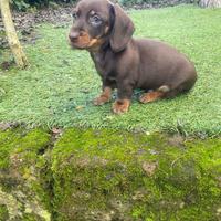 Maschietti di bassotto nano