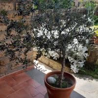 Ulivo bonsai