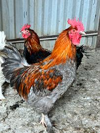 Galli marans blu ramato e nero ramato