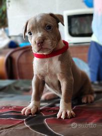 Pitbull 