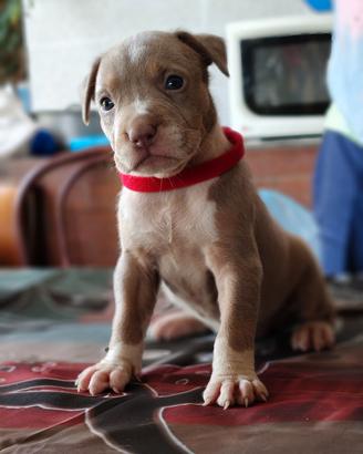 Pitbull 