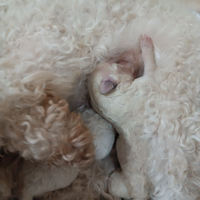 Cucciolo barboncino piccola taglia