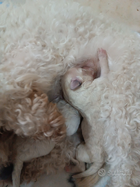 Cucciolo barboncino piccola taglia