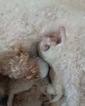 Cucciolo barboncino piccola taglia