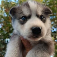 Siberiana husky