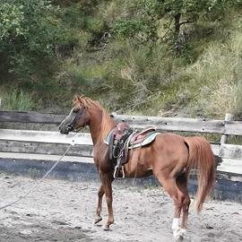 cavallo arabo 