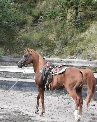 cavallo arabo 
