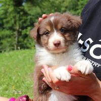 Australian Shepherd