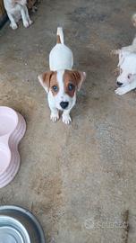Jack russell nani a zampa corta