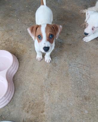 Jack russell nani a zampa corta