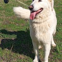 Titty e Tony sognano amore e libertà