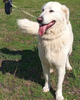 Titty e Tony sognano amore e libertà