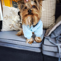 Yorkshire toy per monta