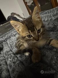 Gattini già svezzati