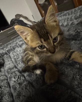 Gattini già svezzati