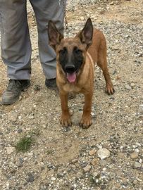 Pastore Belga Malinois