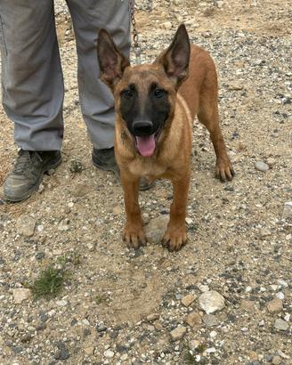 Pastore Belga Malinois