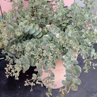 Sedum Teresina 