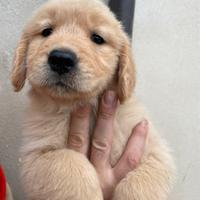 Cucciolo di Golden retriever