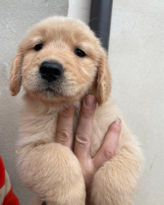 Cuccioli di Golden retriever