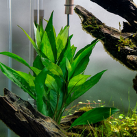 Hygrophila Corymbosa