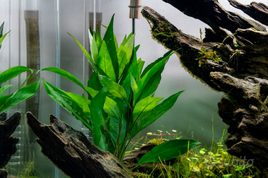 Hygrophila Corymbosa