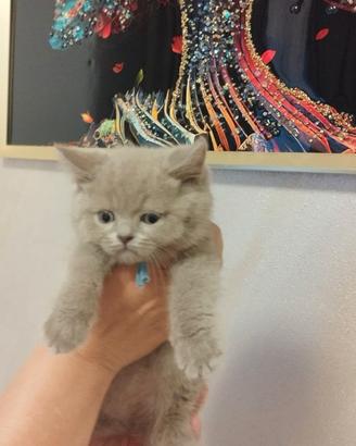 British Gatti vendita