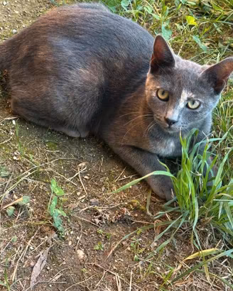 Due gattine