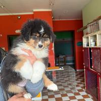 Cucciolo Australian Shepherd/ Pastore Australiano