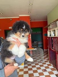 Cucciolo Australian Shepherd/ Pastore Australiano