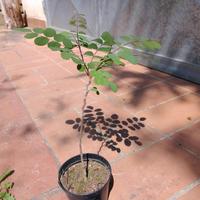 10 acacia Robinia pseudoacacia in vaso h 20 cm