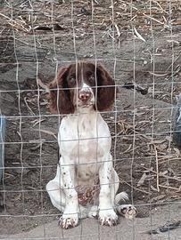 Springer spaniel inglese