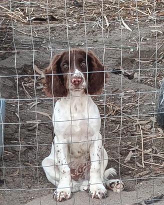 Springer spaniel inglese
