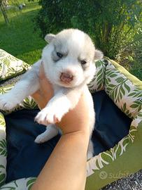Cuccioli husky