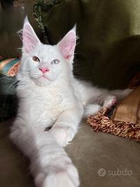 Maine Coon