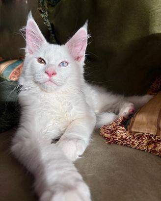 Maine Coon