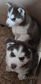Cuccioli di husky