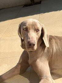 Cucciolo di wainmaraner 11 mesi