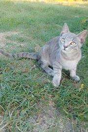 Gattino Soriano Simil Certosino
