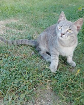 Gattino Soriano Simil Certosino