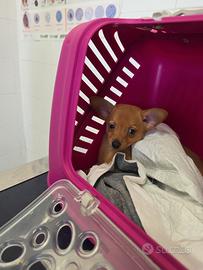 Pinscher