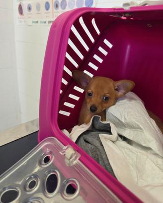 Pinscher
