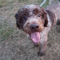 Lagotto Romagnolo