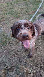 Lagotto Romagnolo